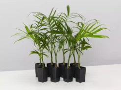 Plants In A Box Chamaedorea Atrovirens 'Cascade Palm' Screening Plants