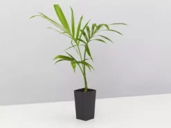 Plants In A Box Chamaedorea Atrovirens 'Cascade Palm' Screening Plants