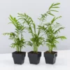 Indoor Garden Chamaedorea Elegans Parlor Palms - 85mm Full Sun