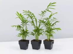 Indoor Garden Chamaedorea Elegans Parlor Palms - 85mm Full Sun