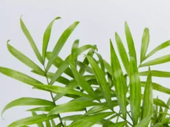 Elho Eco Stand + Plant + Pot (includes Coir) 13 Elho Eco Stand + Plant + Pot (includes Coir)