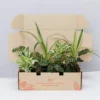 Indoor Garden Child Friendly Indoor Plants Pack Easy Care Plants 1 Indoor Garden Child Friendly Indoor Plants Pack Easy Care Plants