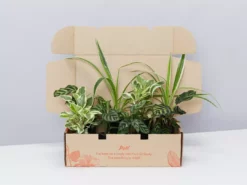 Indoor Garden Child Friendly Indoor Plants Pack Easy Care Plants