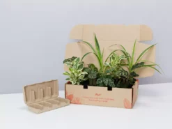 Indoor Garden Child Friendly Indoor Plants Pack Easy Care Plants