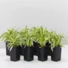 Indoor Garden Chlorophytum Laxum Zebrina 'Compact Spider' Plant Pack Border Plants