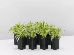 Indoor Garden Chlorophytum Laxum Zebrina 'Compact Spider' Plant Pack Border Plants