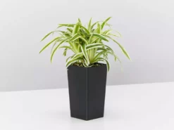 Indoor Garden Chlorophytum Laxum Zebrina 'Compact Spider' Plant Pack Border Plants