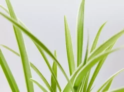 Indoor Garden Chlorophytum Comosum Ocean