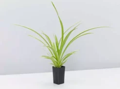 Indoor Garden Chlorophytum Comosum Ocean