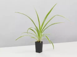 Indoor Garden Green Wall Pack - Indoors 26 Indoor Garden Green Wall Pack - Indoors