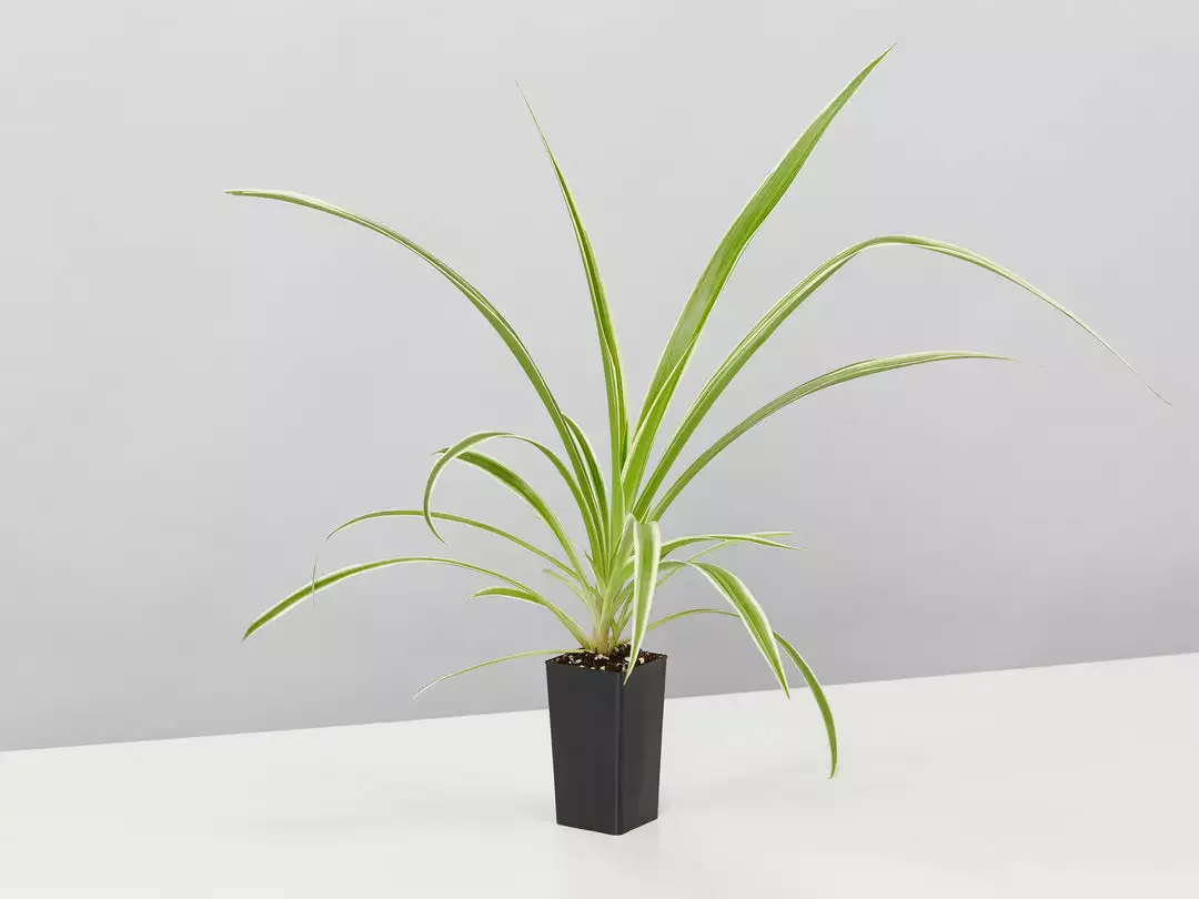 Indoor Garden Green Wall Pack - Indoors 14 Indoor Garden Green Wall Pack - Indoors