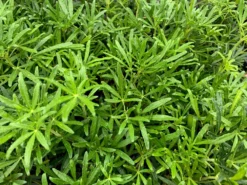 Shrubs Choisya X Dewitteana White Dazzler 12 Shrubs Choisya X Dewitteana White Dazzler