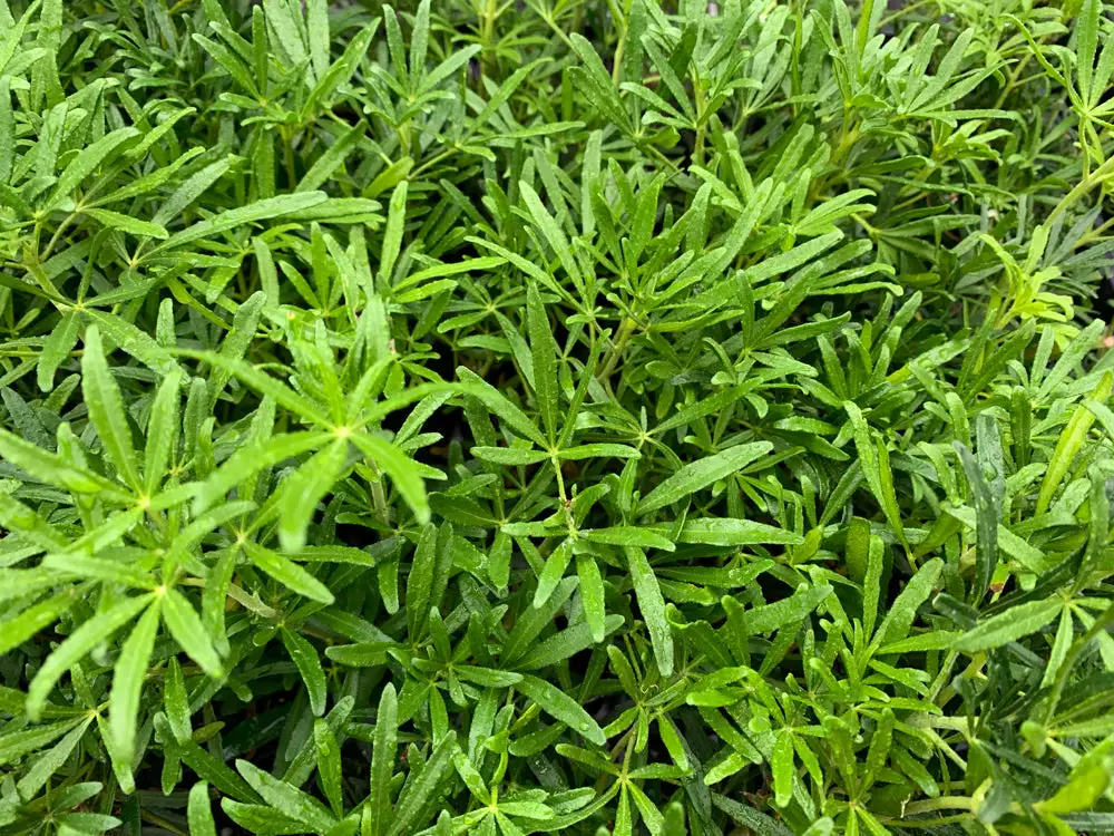 Shrubs Choisya X Dewitteana White Dazzler 7 Shrubs Choisya X Dewitteana White Dazzler