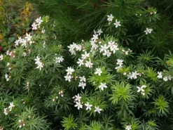 Shrubs Choisya X Dewitteana White Dazzler