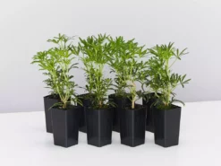 Shrubs Choisya X Dewitteana White Dazzler