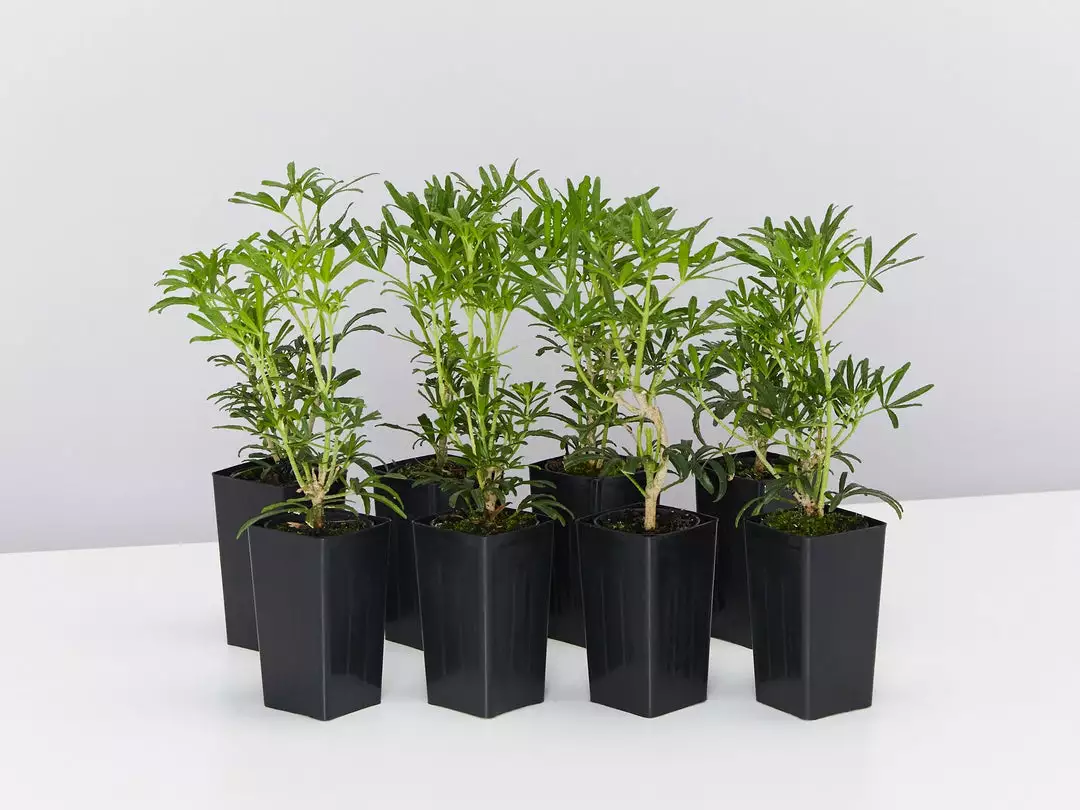 Shrubs Choisya X Dewitteana White Dazzler 3 Shrubs Choisya X Dewitteana White Dazzler