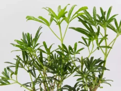 Shrubs Choisya X Dewitteana White Dazzler 10 Shrubs Choisya X Dewitteana White Dazzler