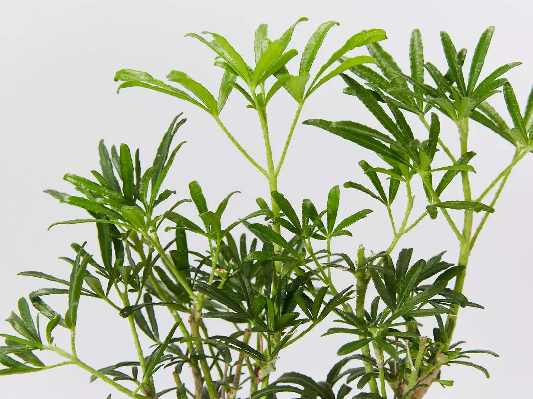 Shrubs Choisya X Dewitteana White Dazzler 5 Shrubs Choisya X Dewitteana White Dazzler