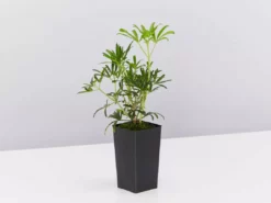 Shrubs Choisya X Dewitteana White Dazzler 11 Shrubs Choisya X Dewitteana White Dazzler