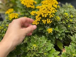 Shrubs Border Plants Chrysanthemum Silver And Gold