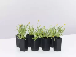 Shrubs Border Plants Chrysocephalum Apiculatum