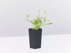 Shrubs Border Plants Chrysocephalum Apiculatum