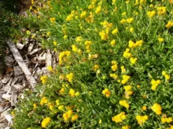 Shrubs Border Plants Chrysocephalum Apiculatum