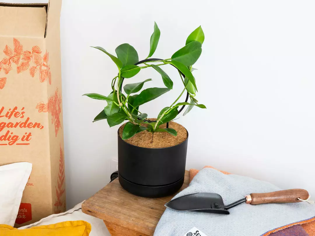 Plants In A Box The Circle-O Plant Stake Climbing Plants 9 Plants In A Box The Circle-O Plant Stake Climbing Plants