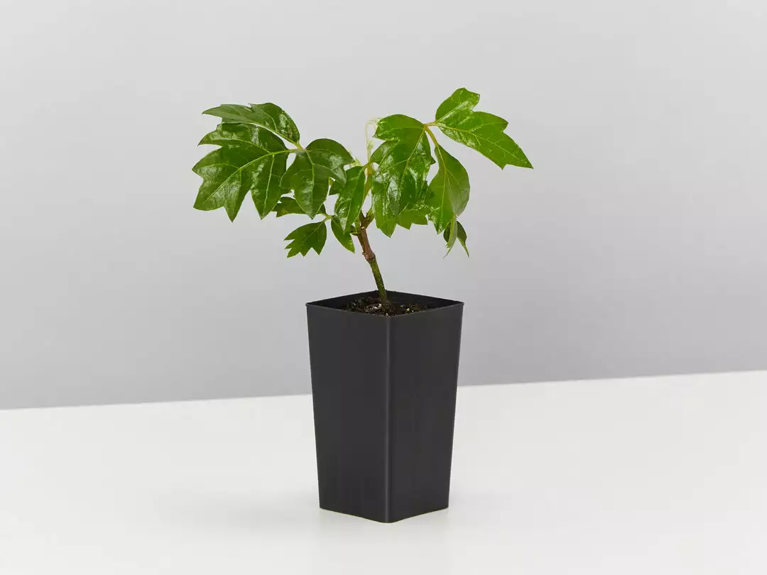 Shrubs Outdoor Assorted Hanging Plants Plant Packs 6 Shrubs Outdoor Assorted Hanging Plants Plant Packs