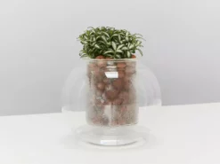 Plants In A Box Clear Glass Self-Watering Planter 11 Plants In A Box Clear Glass Self-Watering Planter