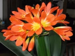 Shrubs Clivia Miniata