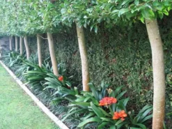 Shrubs Clivia Miniata 10 Shrubs Clivia Miniata