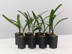 Shrubs Clivia Miniata