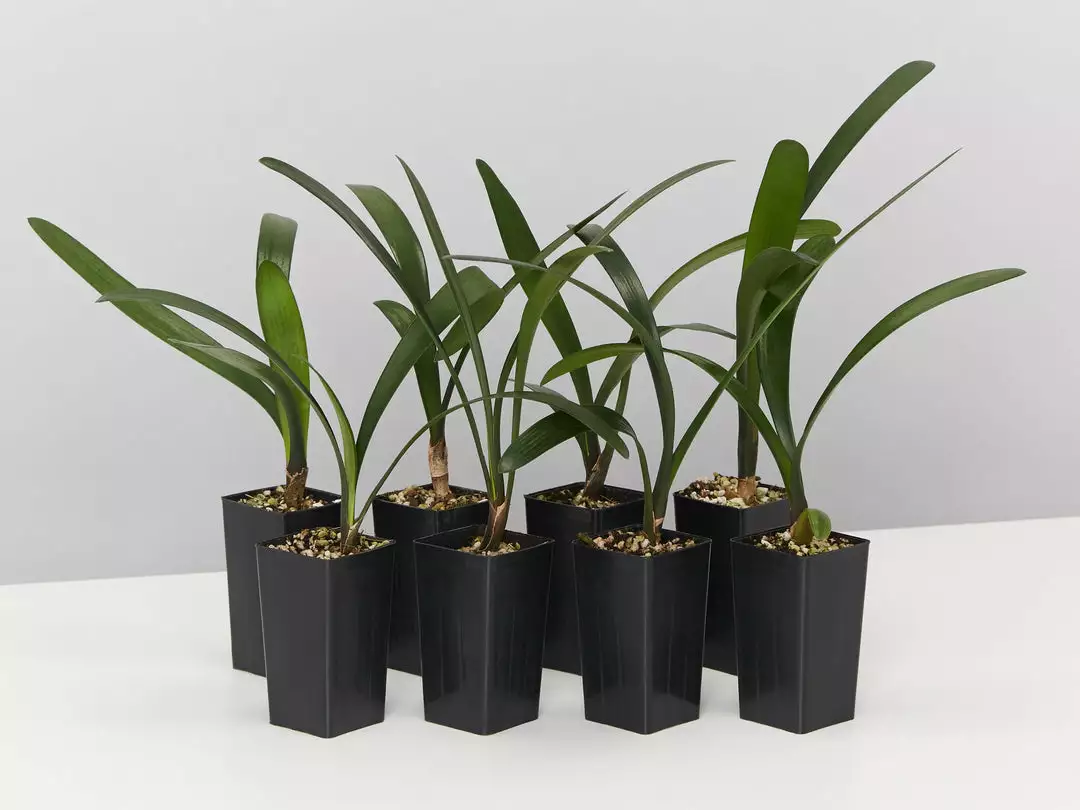 Shrubs Clivia Miniata 3 Shrubs Clivia Miniata