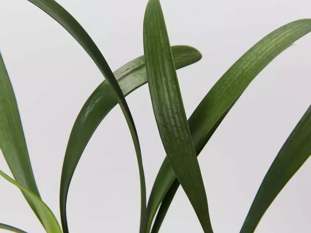 Shrubs Clivia Miniata 7 Shrubs Clivia Miniata