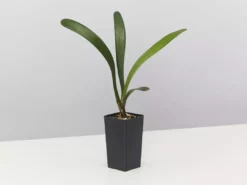 Shrubs Clivia Miniata 9 Shrubs Clivia Miniata