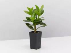 Indoor Garden Easy Care Plants Assorted Pack Of Houseplants 🍃 *Pick Your Own