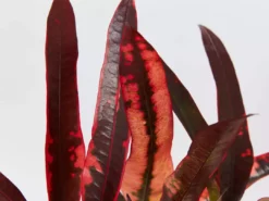 Shrubs Codiaeum Variegatum Full Sun