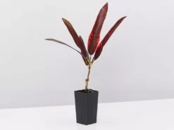 Shrubs Codiaeum Variegatum Full Sun