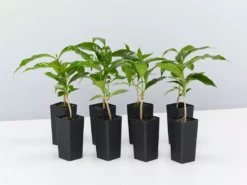 Shrubs Coffea Arabica