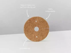 Succulents Snake Plants Sansevieria Trifasciata Golden Hahnii - Pot + Plant + Soil