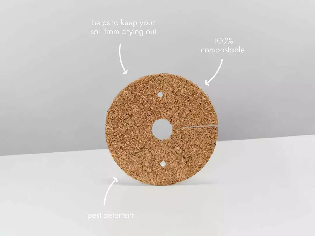 Pot + Plant Gift Box The Beginners Gift Box ๐ Easy Care Plants 18 Pot + Plant Gift Box The Beginners Gift Box ๐ Easy Care Plants