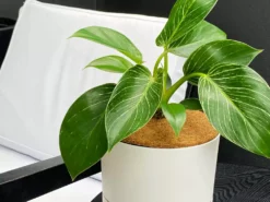 Plants In A Box Outdoor Accessories Coconut Coir Mats