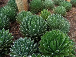 Succulents Agave Victoriae-Reginae Full Sun