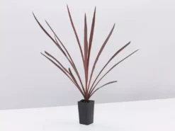 Shrubs Cordyline Terminalis 'Red Sensation' Full Sun