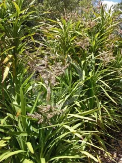 Shrubs Cordyline Congesta