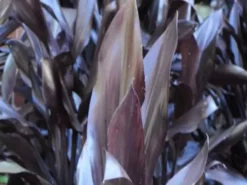 Shrubs Cordyline Fruticosa 'Caruba Black' Full Sun