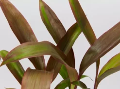 Shrubs Pool Friendly Plants Tropical Mixed Pack Of Outdoor Plants