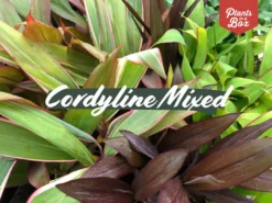Shrubs Cordyline Mixed Pack