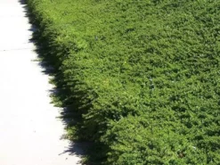 Shrubs Myoporum Parvifolium Pink Full Sun